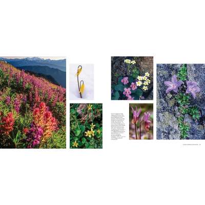 Salmon, Cedar, Rock & Rain: Washington’s Olympic Peninsula - Book