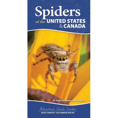 Spiders of the United States & Canada - Spiral Bound