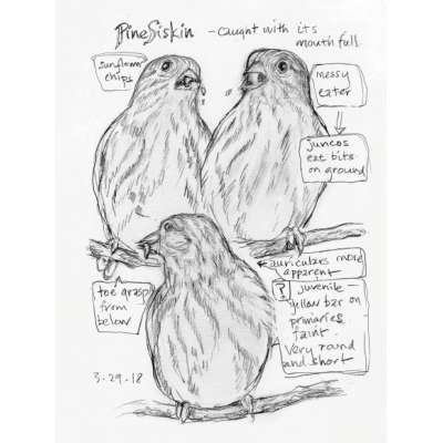 The Backyard Bird Chronicles - Book