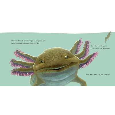 Hello, I'm an Axolotl (Meet the Wild Things, Book 4)