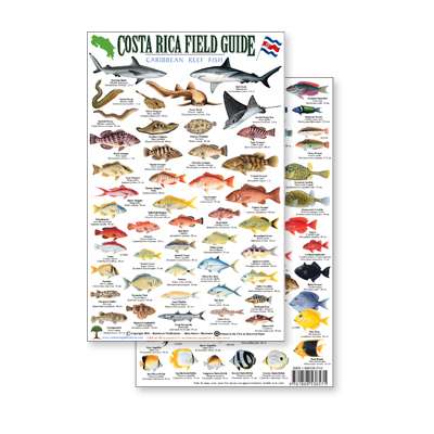 Costa Rica Caribbean Reef Fish, Field Guide (Laminated 2-Sided Card)