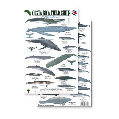 Costa Rica Marine Mammals, Field Guide (Laminated 2-Sided Card)