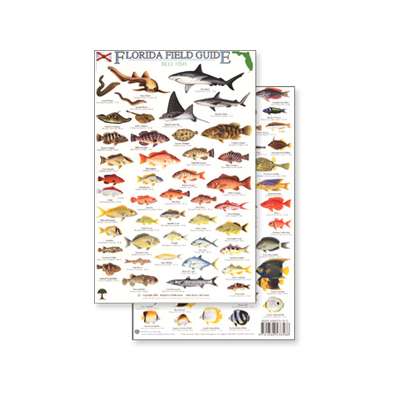 Florida Reef Fish Field Guide (Laminated 2-Sided Card)