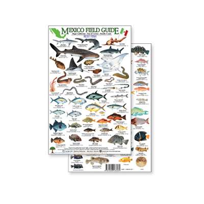 Mexico Field Guide: Baja, Sea of Cortez Reef Fish (Laminated 2-Sided Card)