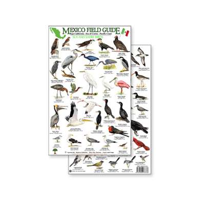 Mexico Field Guide: Baja, Sea of Cortez Sea & Shore Bird Guide (Laminated 2-Sided Card)