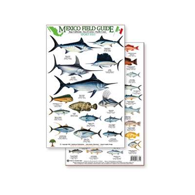 Mexico Field Guide:  Baja, Sea of Cortez Sport Fish (Laminated 2-Sided Card)