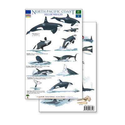 North Pacific Killer Whales & Behaviors Field Guide (Laminated 2-Sided Card)