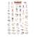 Northwest Garden Bugs  (Laminated 2-Sided Card)