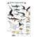 Hawaii Reef Fish Field Guide #2 (Laminated 2-Sided Card)