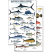 Mexico: Caribbean Sport Fish (Laminated 2-Sided Card)