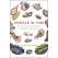 Spirals in Time: The Secret Life and Curious Afterlife of Seashells