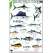 Belize Field Guide: Sport Fish