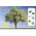 Ultimate Sticker Book Trees and Leaves - Book - Paracay