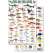 Costa Rica Caribbean Reef Fish, Field Guide (Laminated 2-Sided Card)