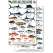 Costa Rica Sport Fish Field Guide (Laminated 2-Sided Card)