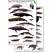 Florida Marine Mammals & Sea Turtles (Laminated 2-Sided Card)