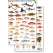 Florida Reef Fish Field Guide (Laminated 2-Sided Card)