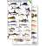 Florida Sport Fish Field Guide (Laminated 2-Sided Card)