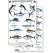 Hawaii Sport Fish Guide (Laminated 2-Sided Card)
