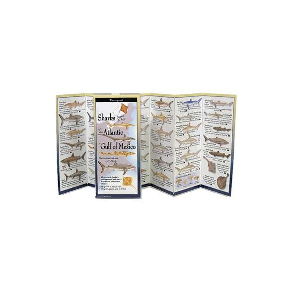 Sharks, Skates & Rays of the Atlantic & Gulf of Mexico (Folding Guides)