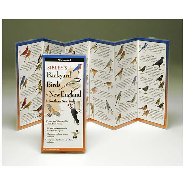 Sibley's Backyard Birds of New England (Folding Guides)