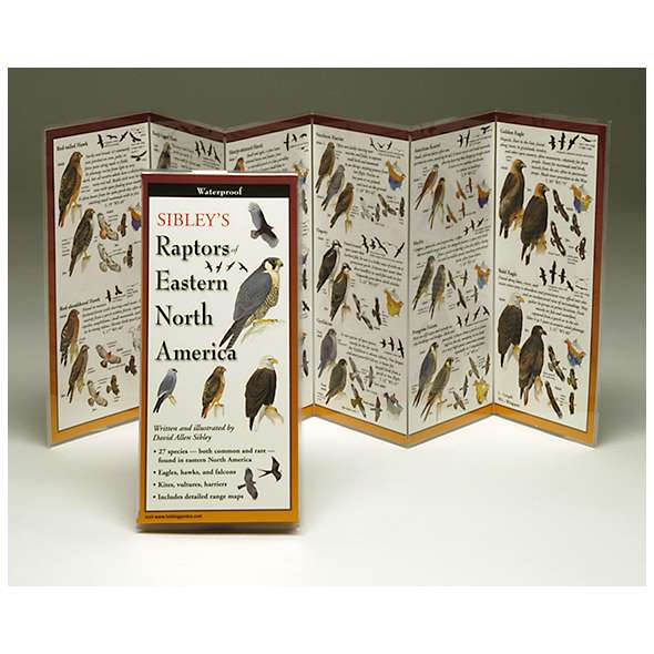 Sibley's Raptors of Eastern North America (Folding Guides)