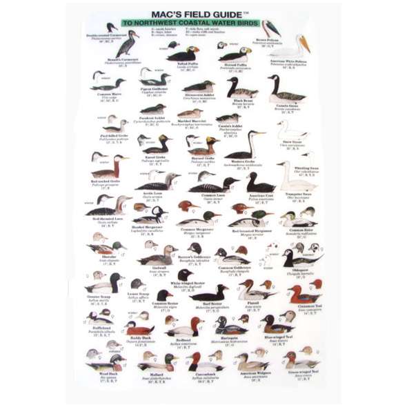 Northwest Coastal Water Birds  (Laminated 2-Sided Card)