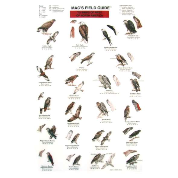 Birds of Prey of North America  (Laminated 2-Sided Card)