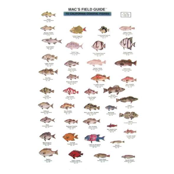 California Coastal Fishes  (Laminated 2-Sided Card)