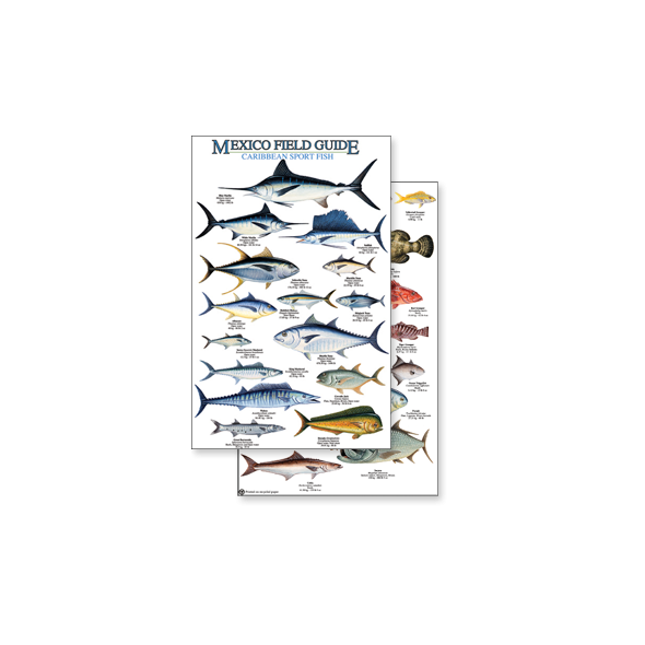 Mexico: Caribbean Sport Fish (Laminated 2-Sided Card)