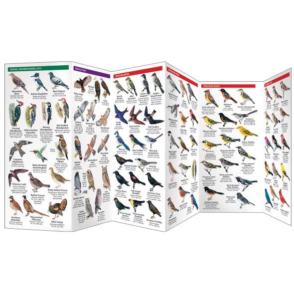 Great Lakes Birds (Folding Pocket Guide)