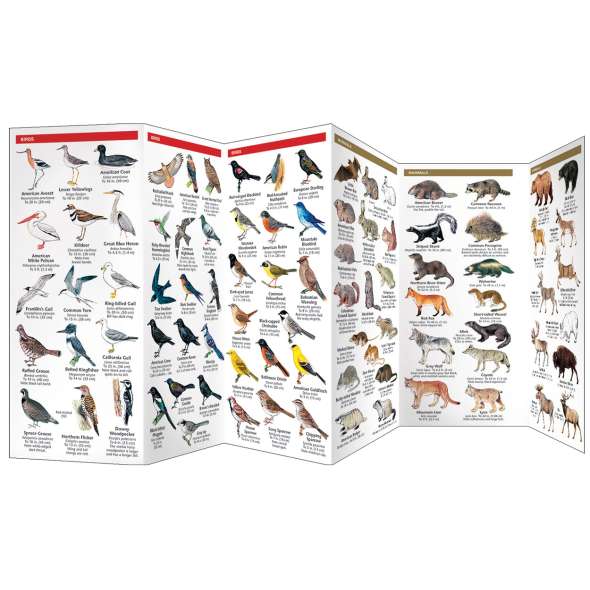 Alberta Wildlife (Folding Pocket Guide)