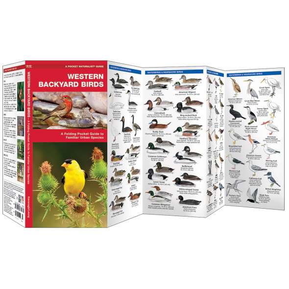 Western Backyard Birds
