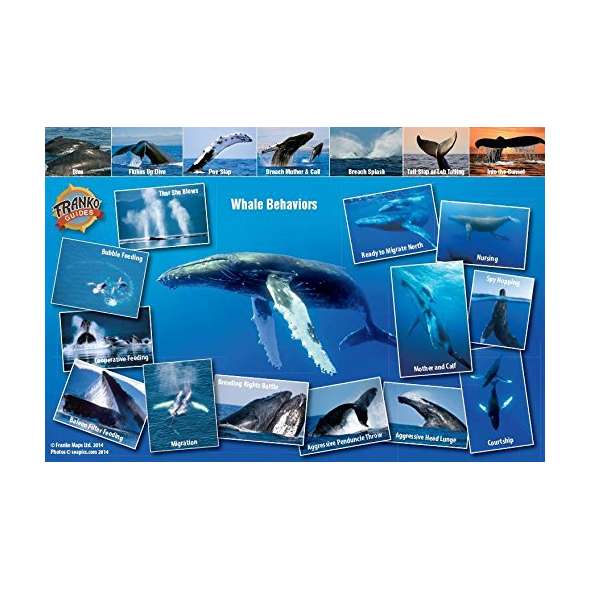 Pacific Humpback Whale Migrations