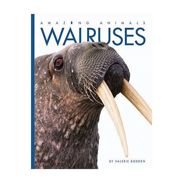 Walruses