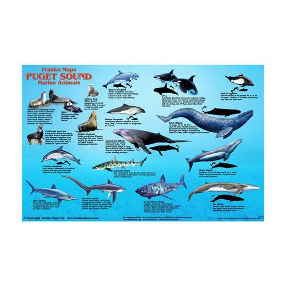 Puget Sound Marine Mammals