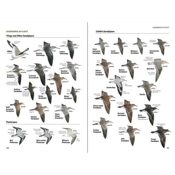 National Geographic Field Guide to the Birds of North America, 7th Edition