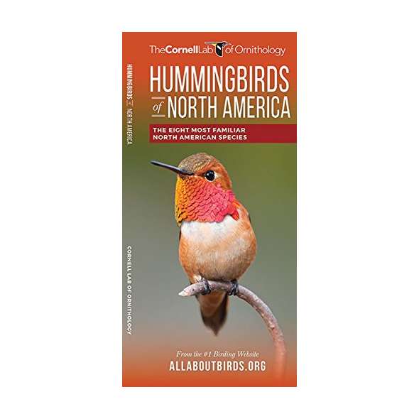 Hummingbirds of North America: The Eight Most Familiar North American Species