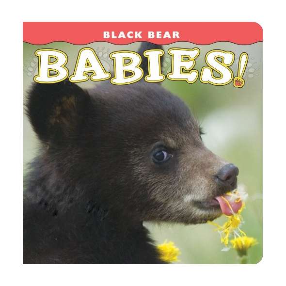 Black Bear Babies!