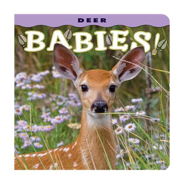 Deer Babies!