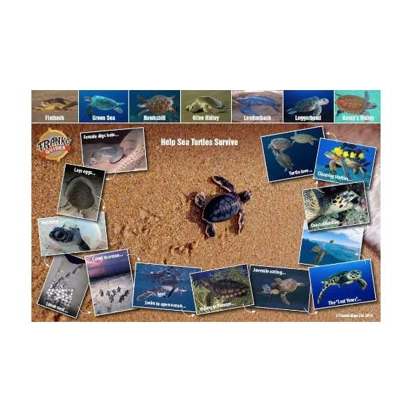 Sea Turtle Life Cycle LAMINATED CARD