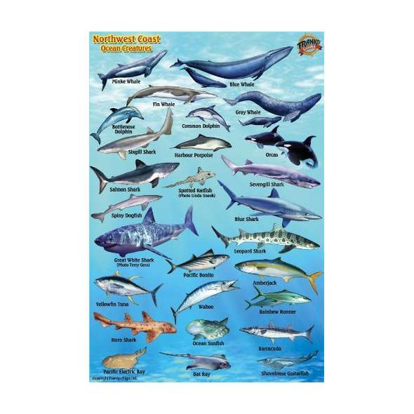 Pacific Northwest Ocean & Kelp Creatures Guide LAMINATED CARD
