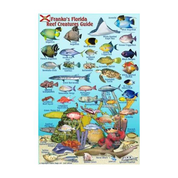 Florida Reef Creatures Guide LAMINATED CARD