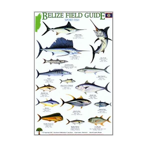 Belize Field Guide: Sport Fish