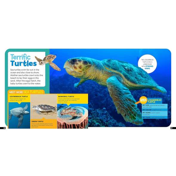 Little Kids First Nature Guide: Explore the Beach - Book - Paracay