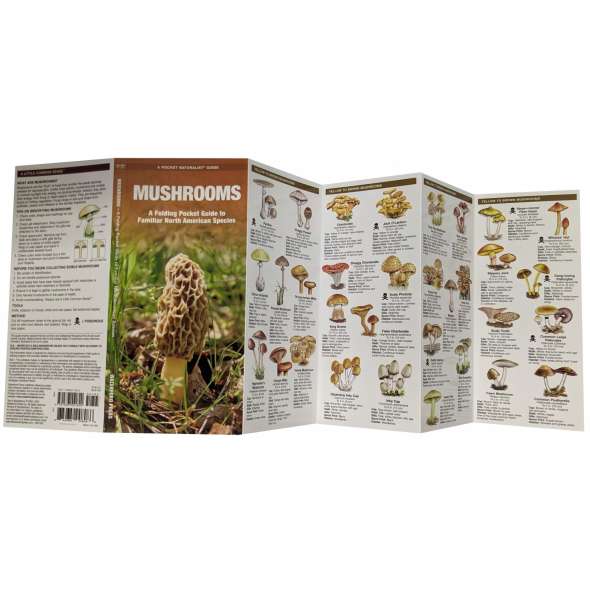 Mushrooms - A Folding Pocket Guide to Familiar North American Species - Laminated Pocket Guide - inside - Paradise Cay Publications