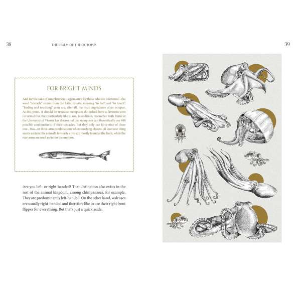 Amazing Octopus - Book - Paracay