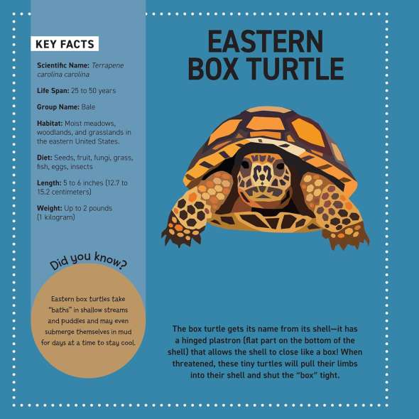 My Sticker Paintings: Reptiles - Book - Paracay