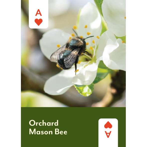 Pollinators of North America Playing Cards - Book - Paracay