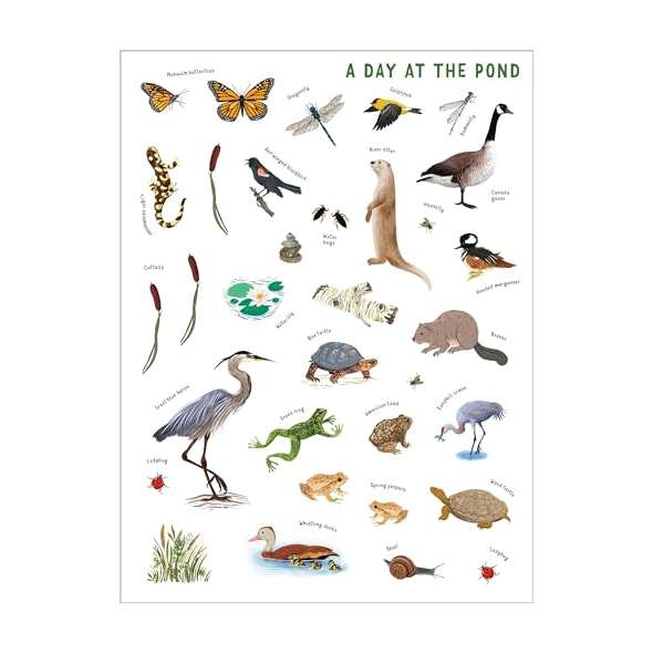 Backpack-Explorer-Stickers-Nature-Adventure-Book